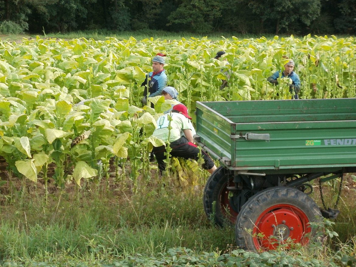 Child Labor Increases in Tobacco Industry