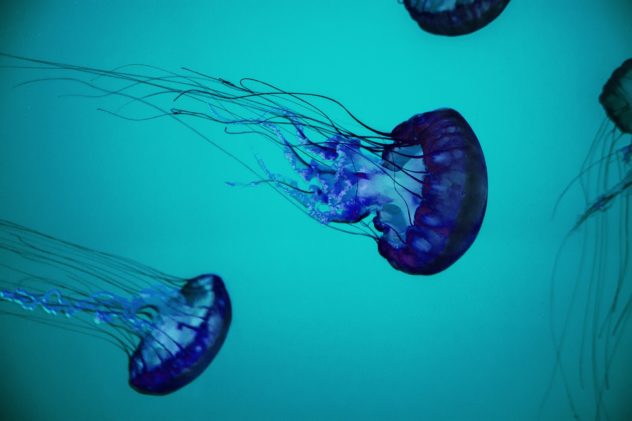Possible cure found for box jellyfish sting