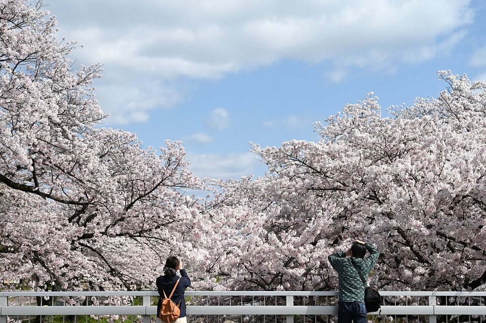 hanami