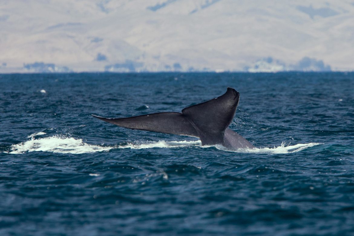 Blue-Whale-Tail