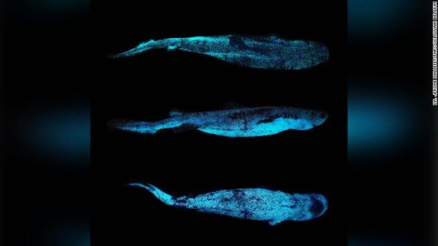 210303105047-03-new-zealand-bioluminescent-shark-exlarge-169