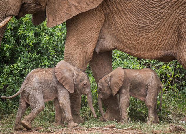 Rare twin baby elephants in Kenya fights for survival
