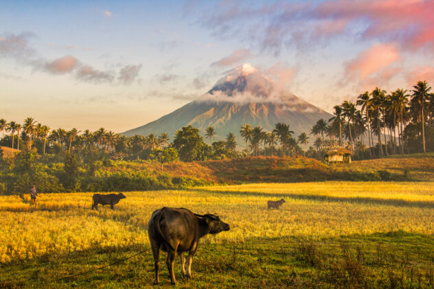 Mayon Volcano in the front of rice fields and carabao. In ligazp
