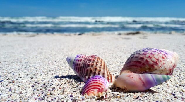 seashell-g6ae087216_1280