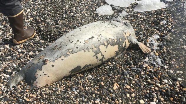 A dead seal found on a beach near Kotzebue, Alaska