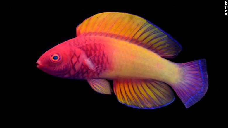 220309153016-02-rose-veiled-fairy-wrasse-discovery-exlarge-169