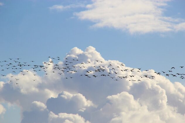 bird-migration-g79d51c69c_1280
