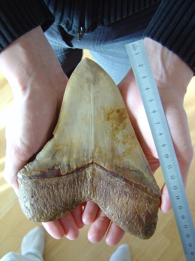 fossilized-tooth-1162531_1280