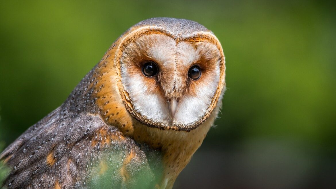 barn-owl-2550068_1280