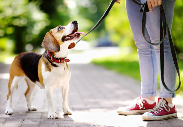 Young woman walking with Beagle dog in the summer park. Obedient pet with his owner. Walking of pets.
