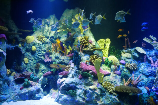 Big aquarium with colourful corals and fishes