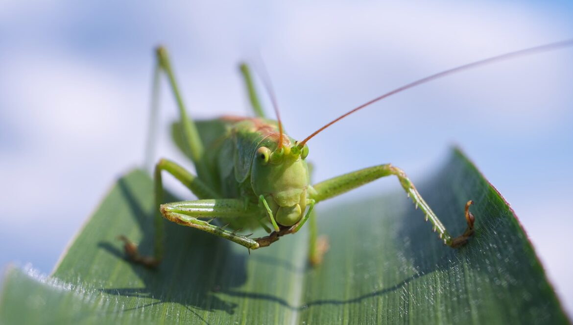 grasshopper-100883_1280