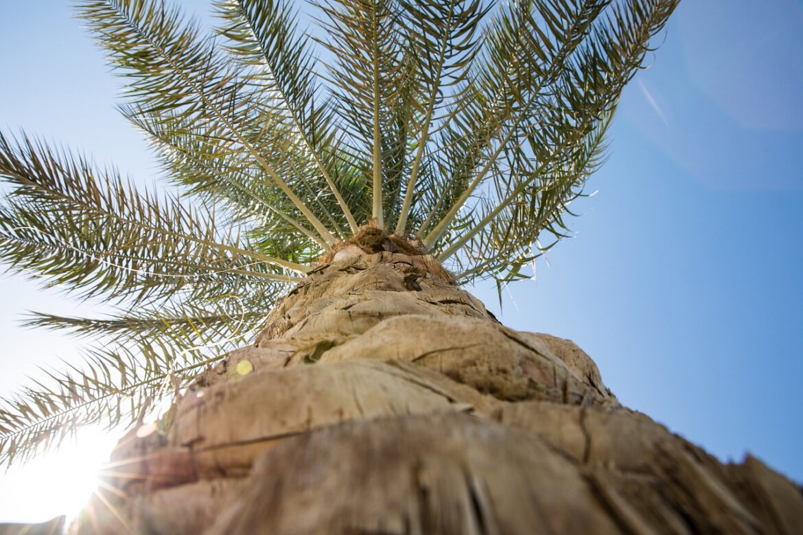 palm-tree-4404508_1280