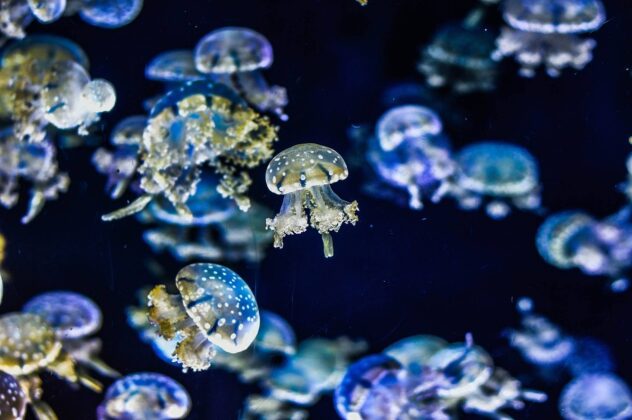 jellyfish-g6551c5906_1280