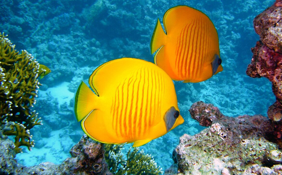 lemon-butterflyfish-g51583dec1_1280