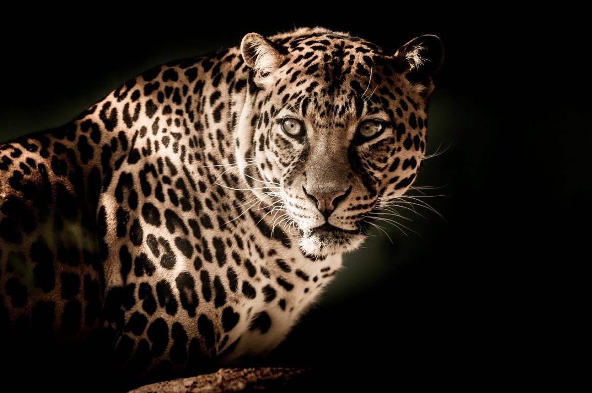 leopard-2895448_1280