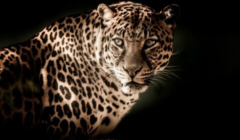 leopard-2895448_1280