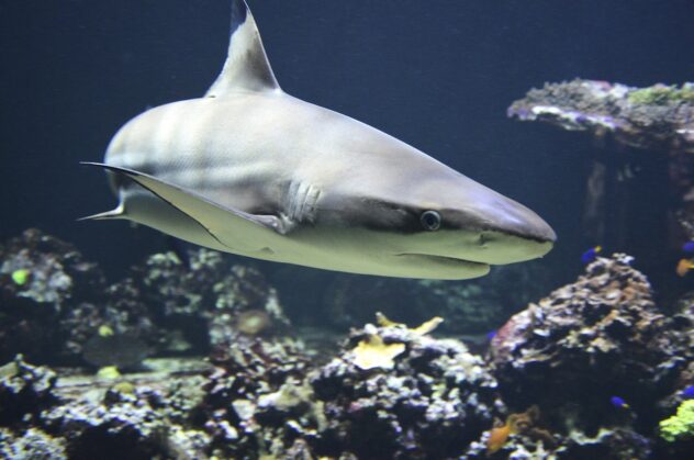 blacktip-shark-ge5c8e8d0b_1280