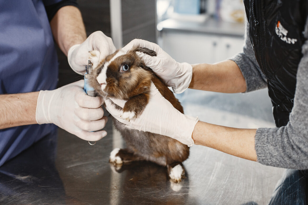 Brown rabbit on couch. Veterinarian trims claws. Doctors in gloves.