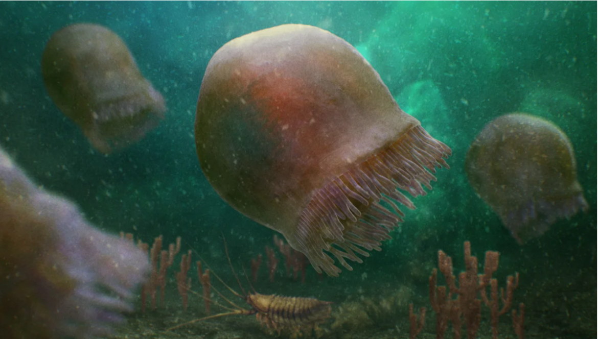 Jellyfish