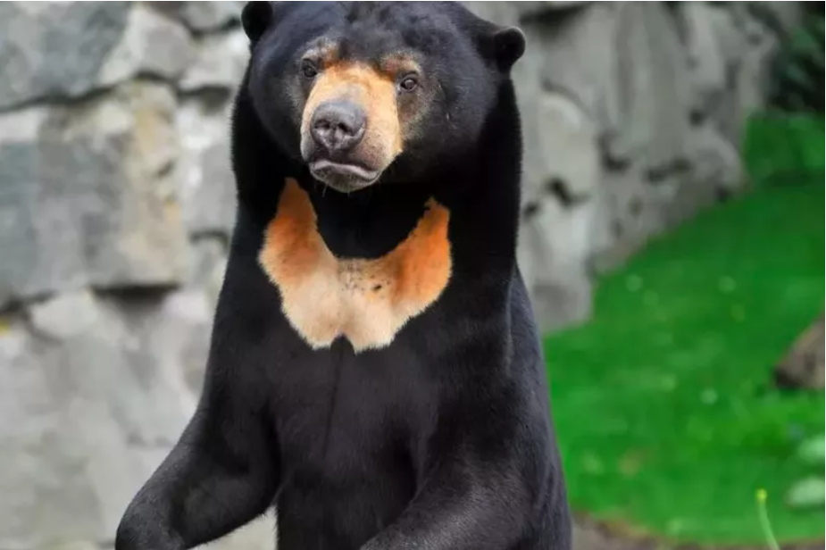 Sunbear