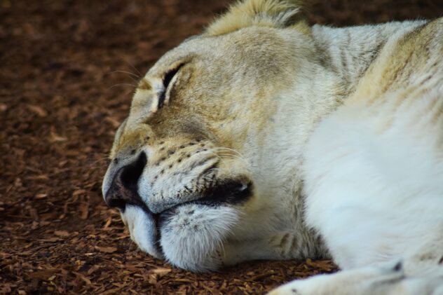 lioness-3801050_1280