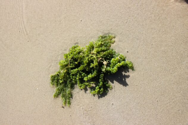 seaweed-704129_1280