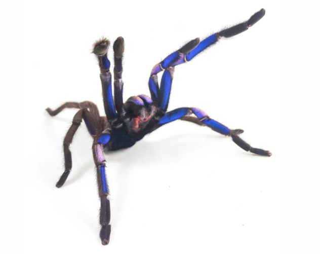 Tarantula