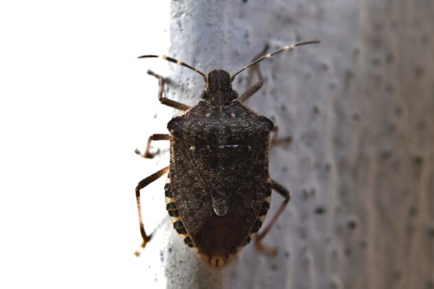 bedbug-asian-4525957_1280