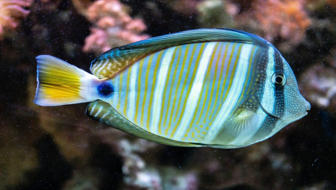 blue-stripe-fish-3545135_1280