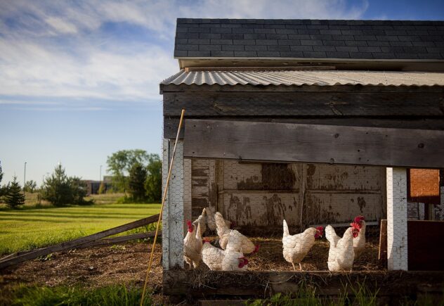 chicken-coop-343942_1280