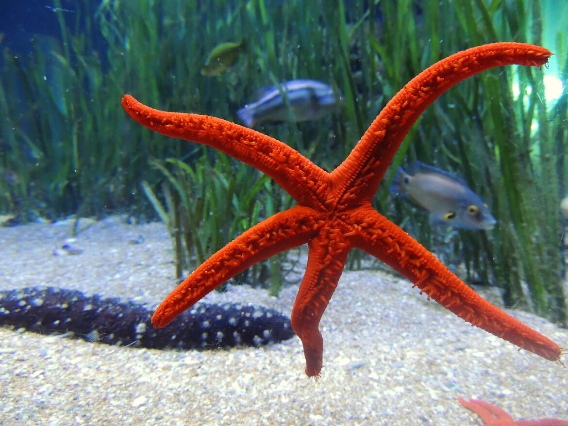 starfish-1743018_1280