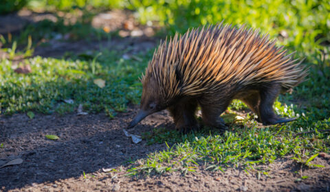Echidna, also known as spiny ant eaters.
They are egg laying mammals.