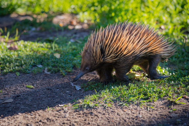 Echidna, also known as spiny ant eaters.
They are egg laying mammals.
