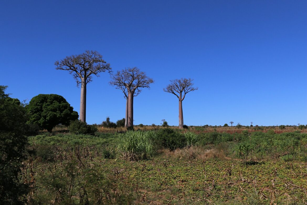 baobab-5030877_1280