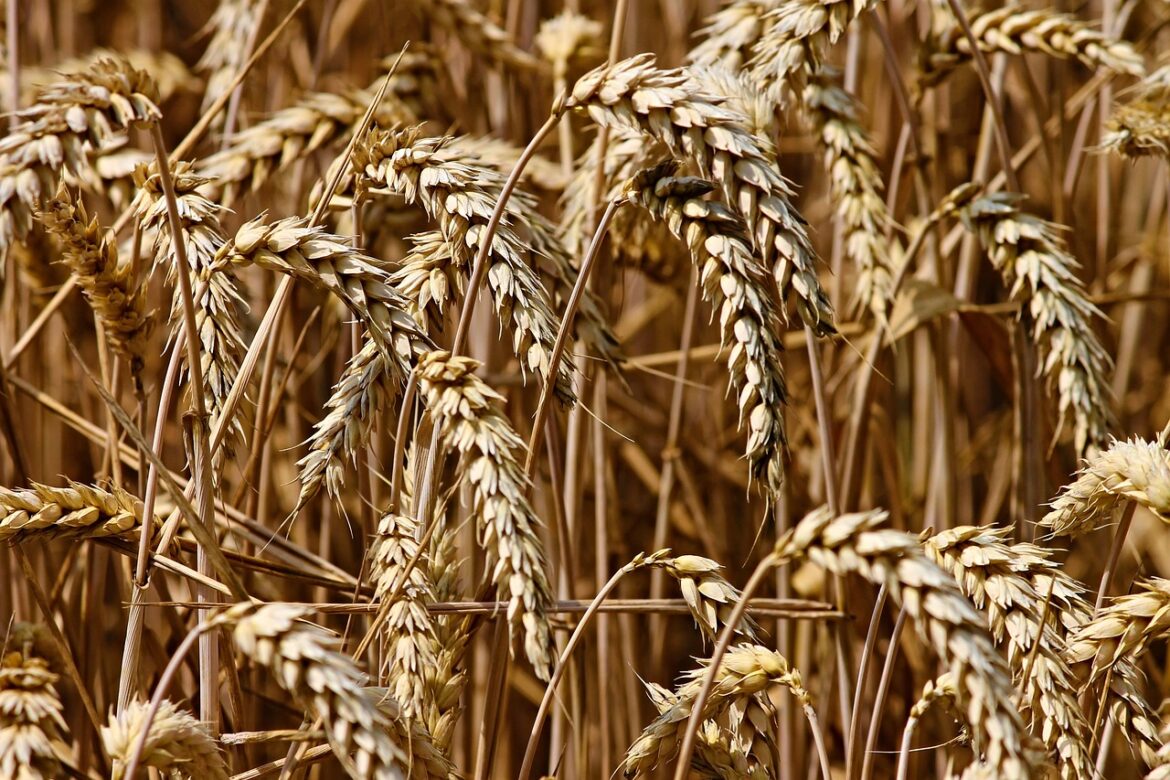 wheat-3524861_1280