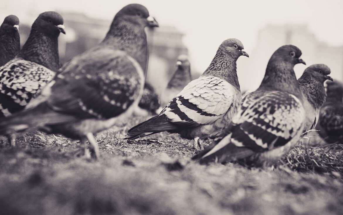 pigeons-5906058_1280