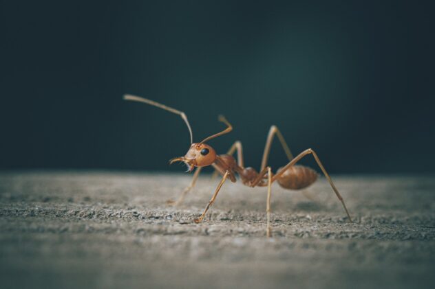 ant-6709161_1280