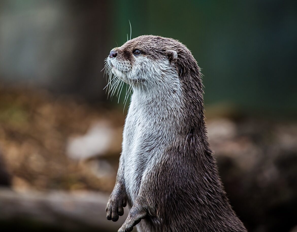 otter