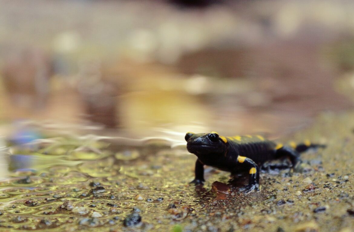 salamander-2731276_1280