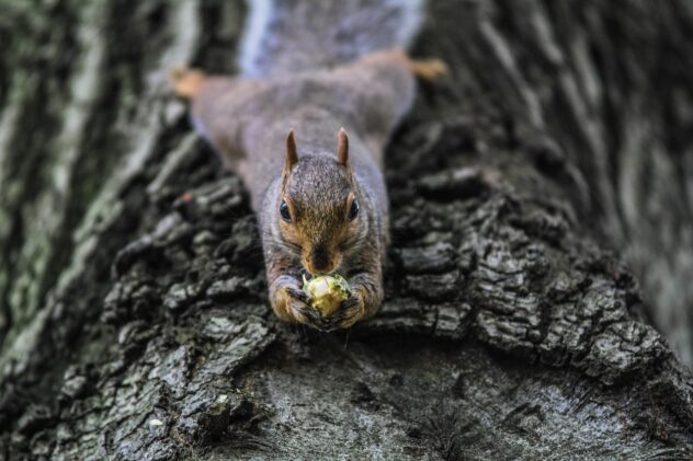 squirrel-1842152_1280