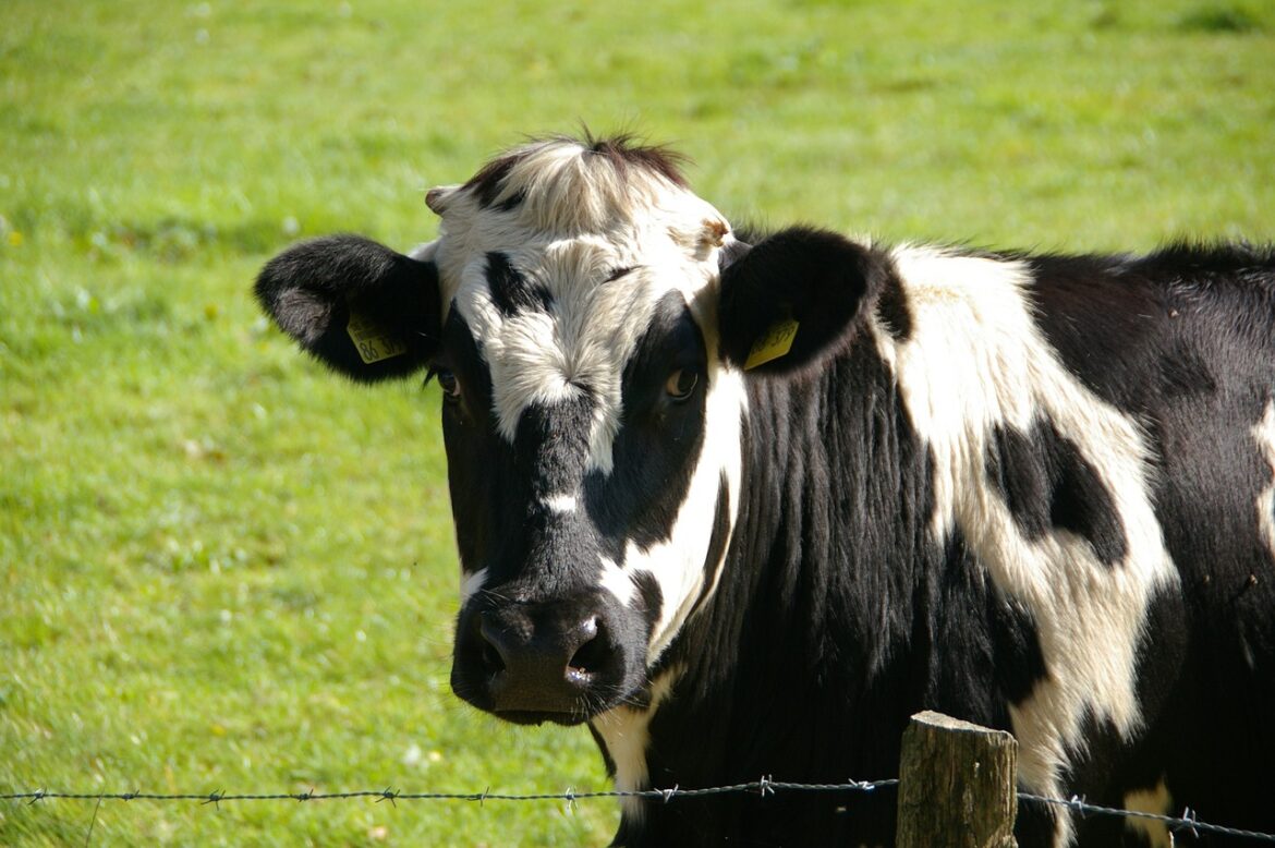 cow-234835_1280