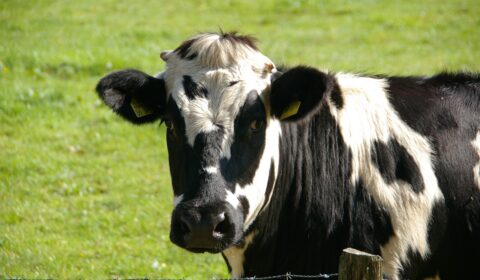 cow-234835_1280