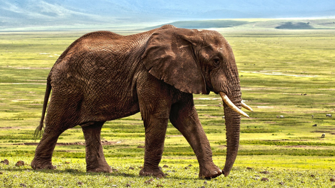 Elephant