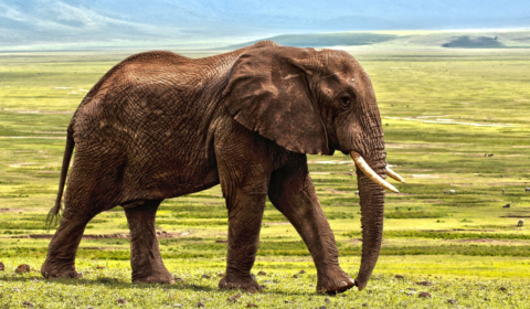 Elephant