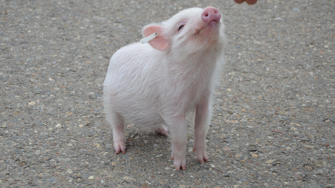 Pig (2)