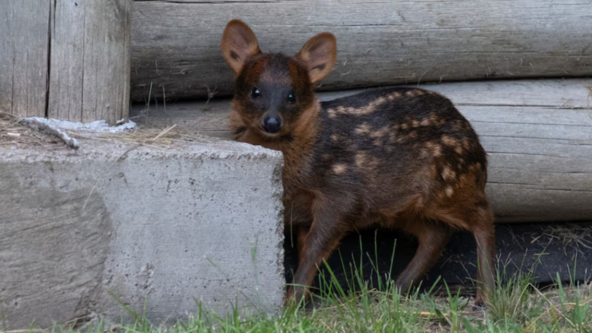 Pudu