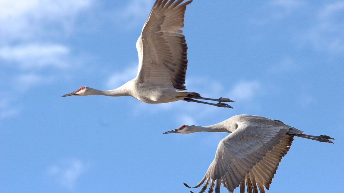 sandhill-cranes