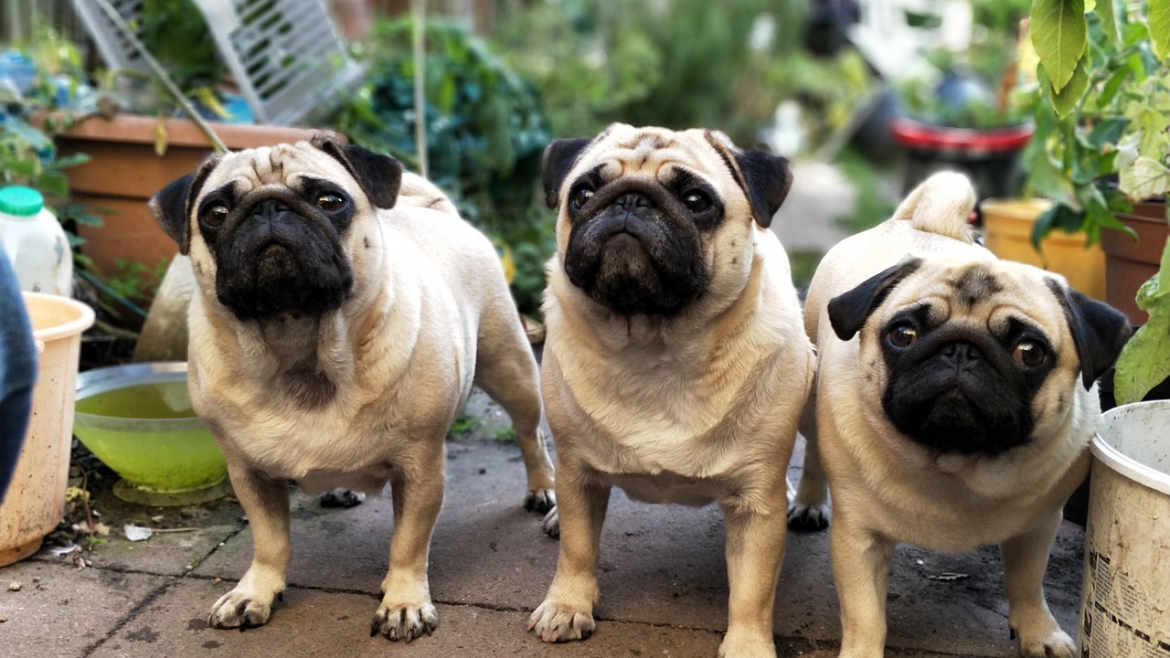 pugs