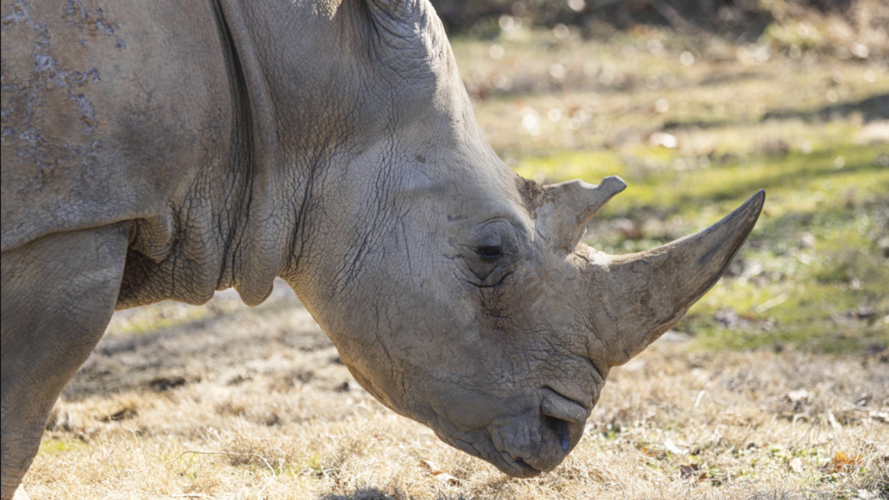 (Amy Smotherman Burgess/Zoo Knoxville via AP)